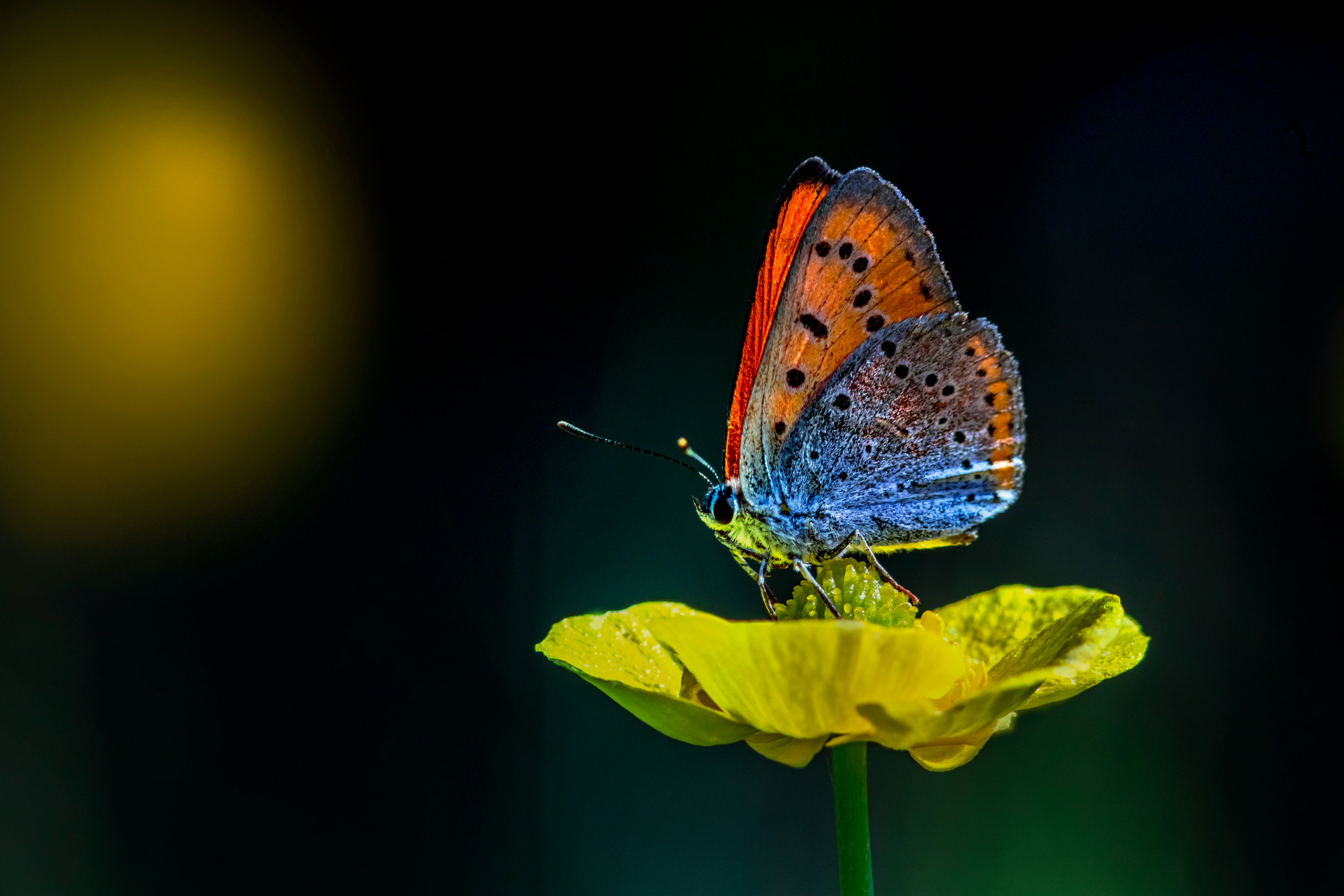 brown and white butterfly perched on yellow flower in close up photography during daytime